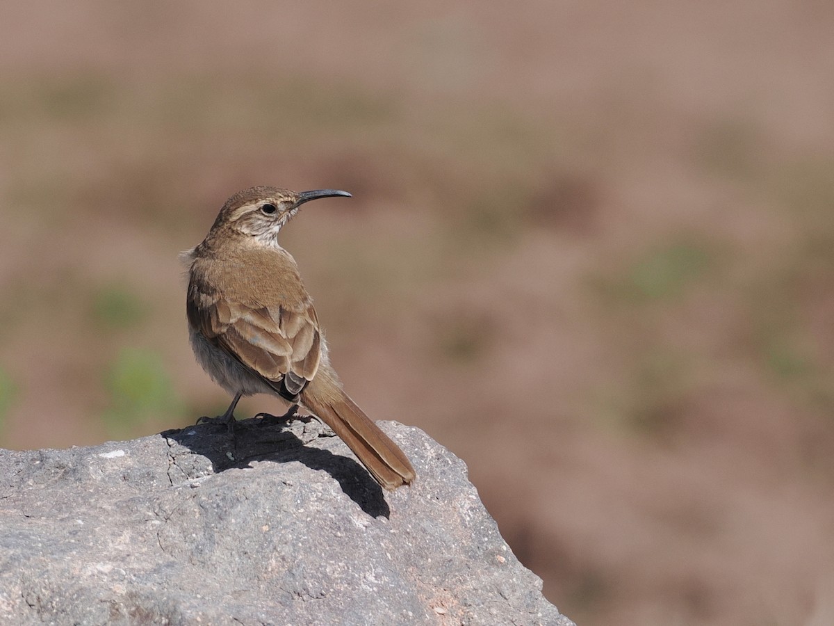 Scale-throated Earthcreeper - ML646802946