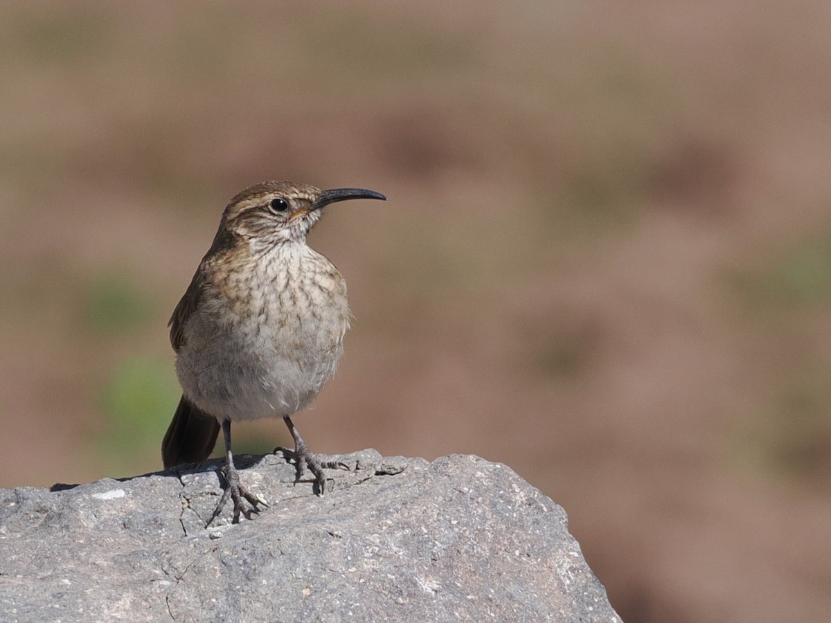 Scale-throated Earthcreeper - ML646802947