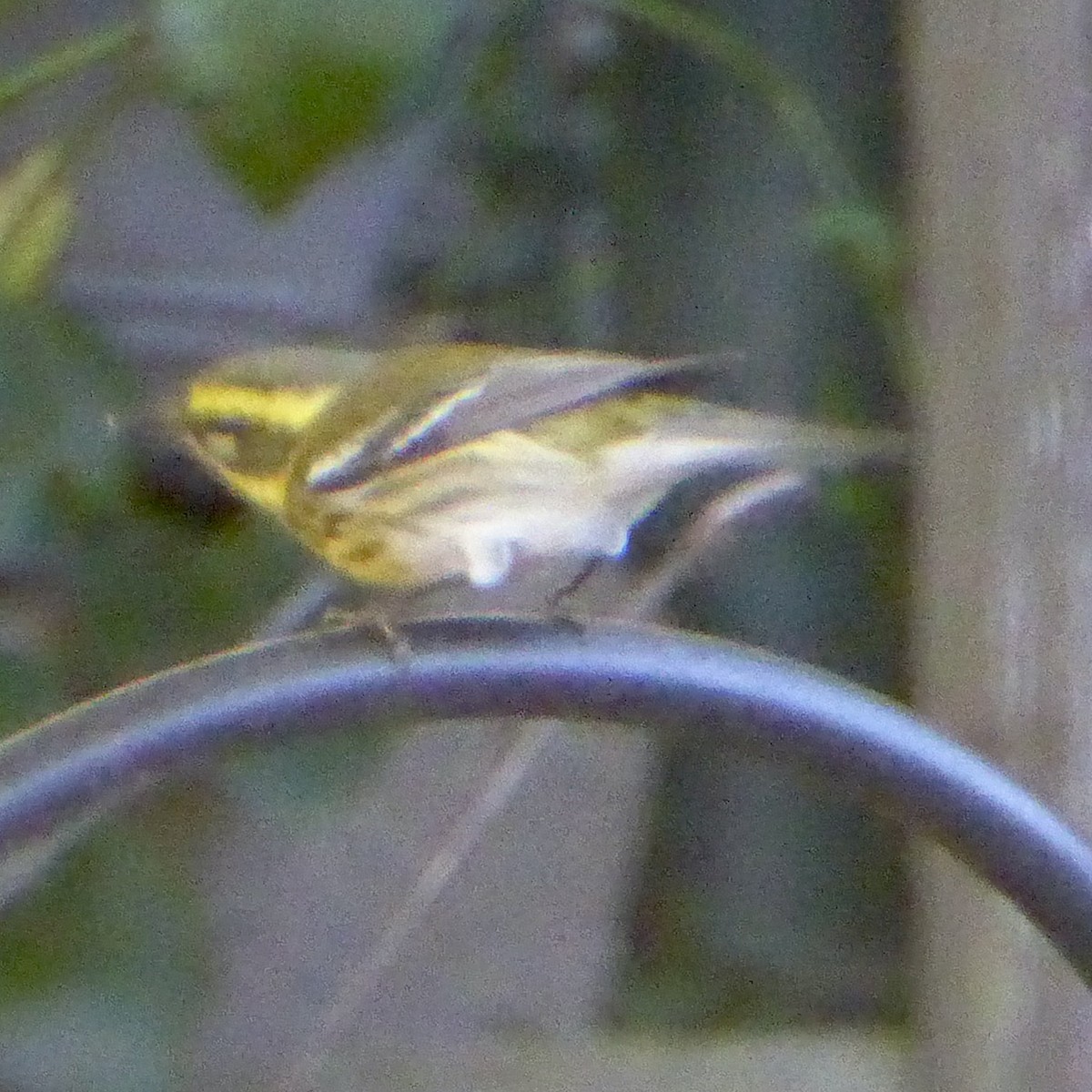 Townsend's Warbler - ML646802948
