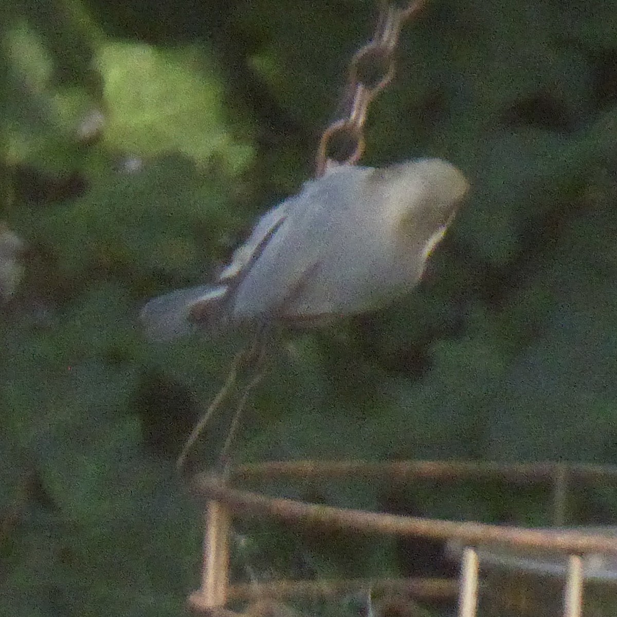 Pygmy Nuthatch - ML646802952