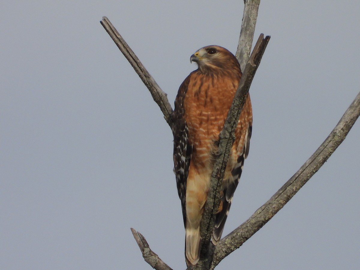 Канюк рудоплечий - ML646802953