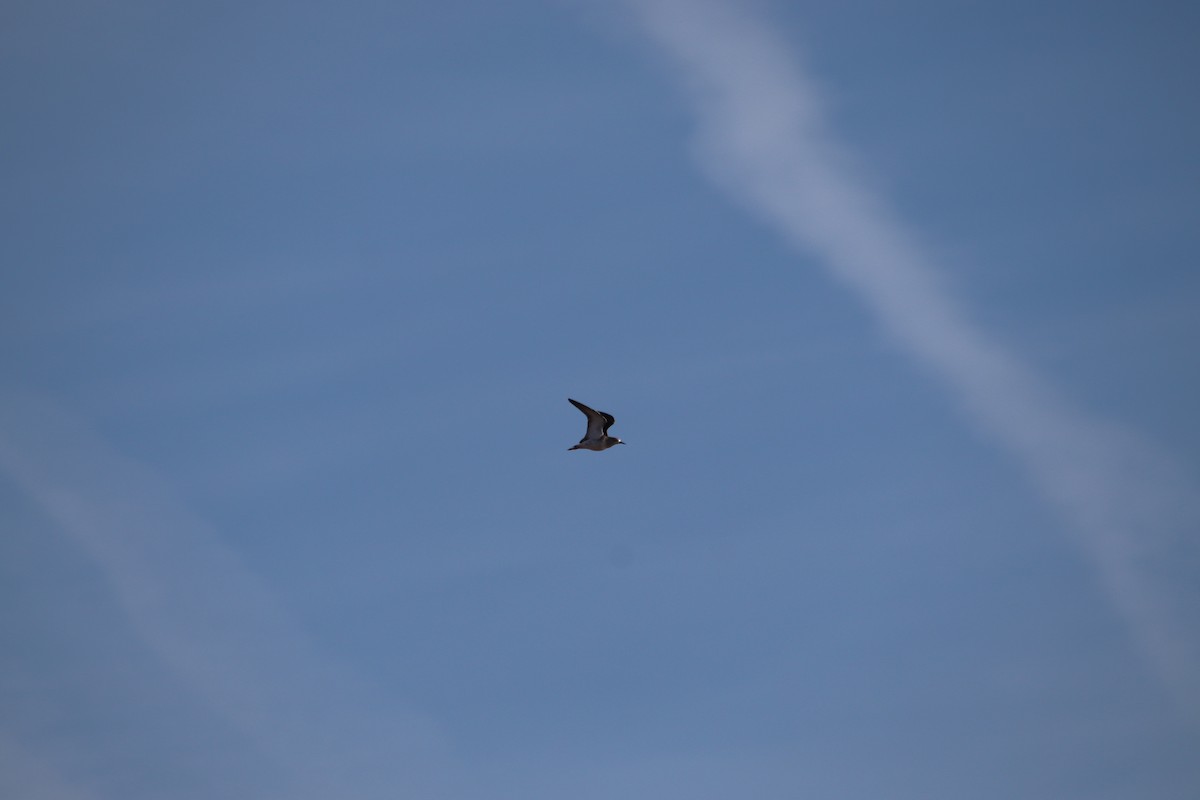 Combattant varié - ML646802955