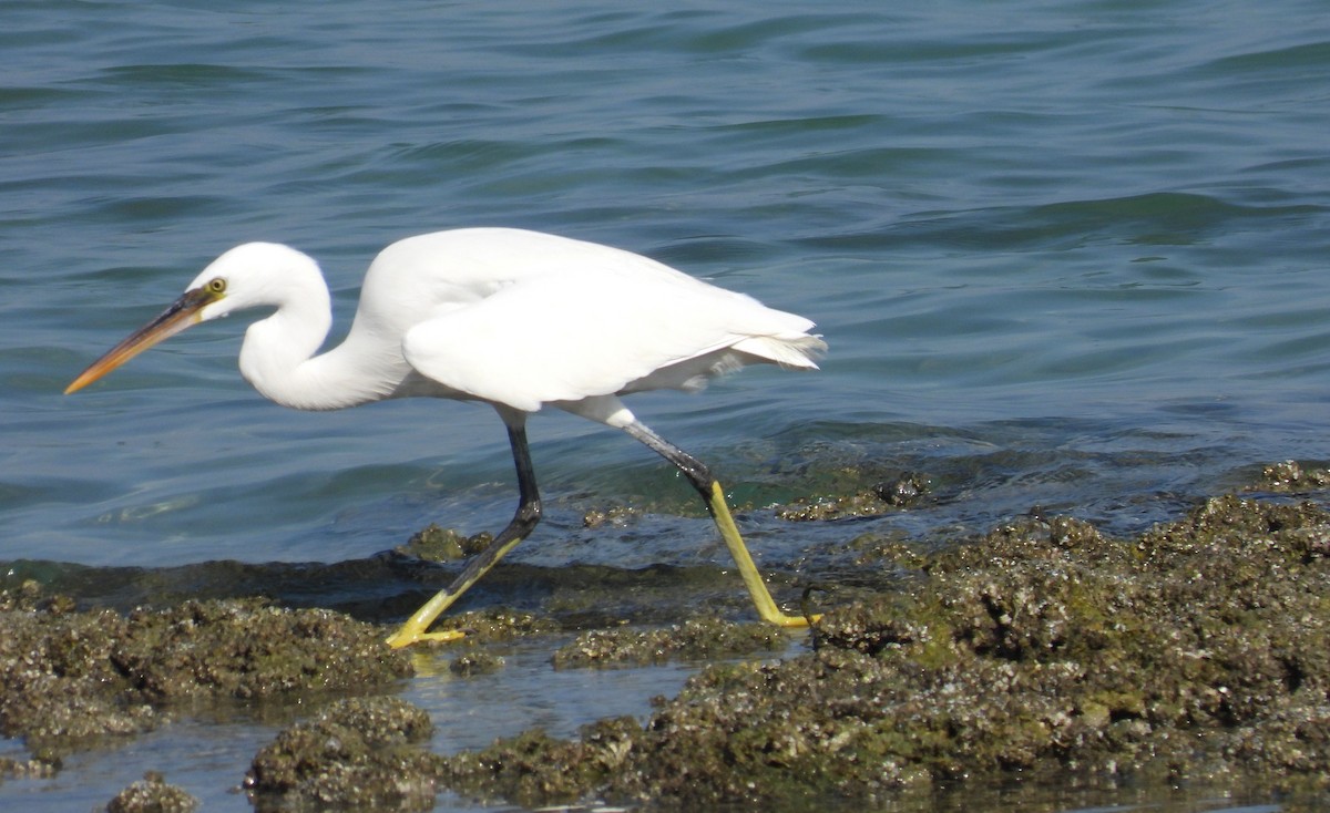 Garceta Dimorfa - ML646802956