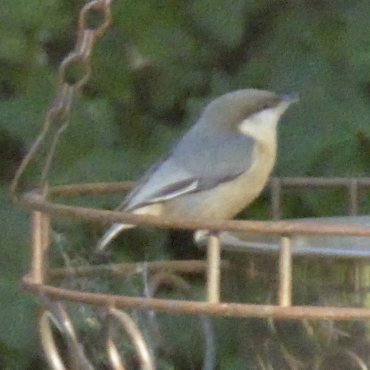 Pygmy Nuthatch - ML646802958