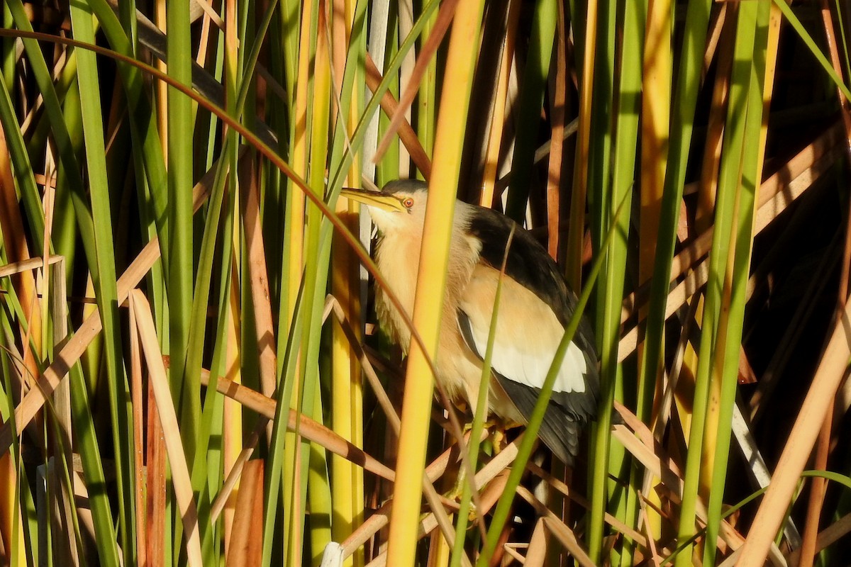Little Bittern - ML646802959