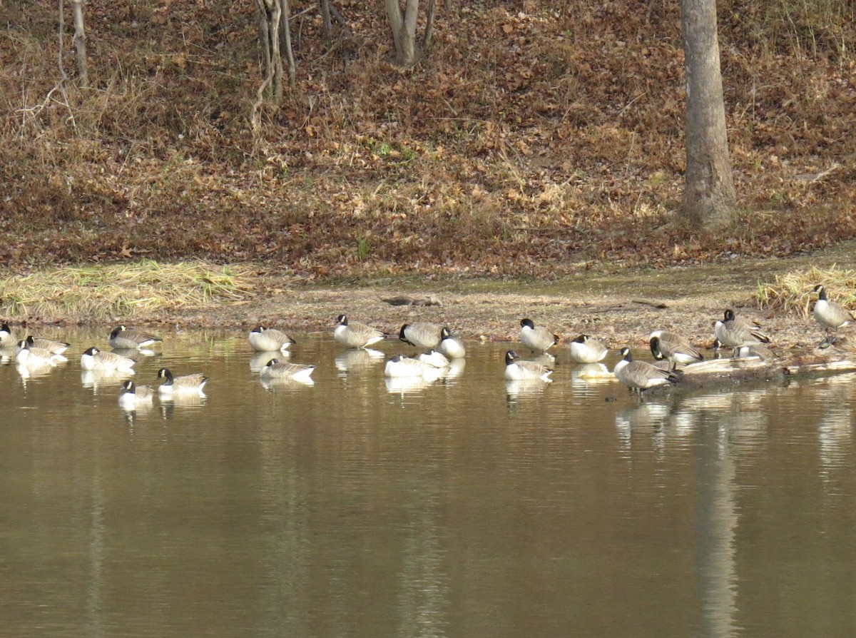 Canada Goose - ML646802960