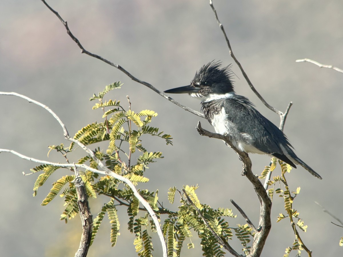 Belted Kingfisher - ML646802961