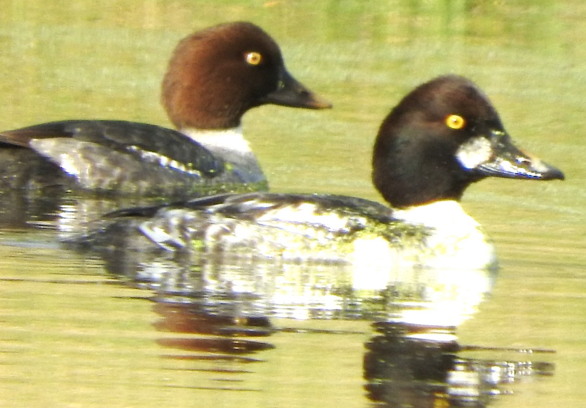 Гоголь - ML646802962