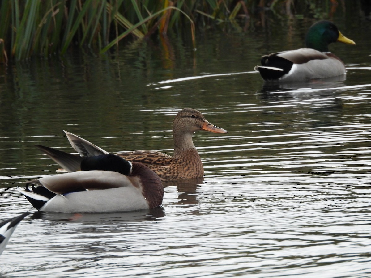 Mallard - ML646802964