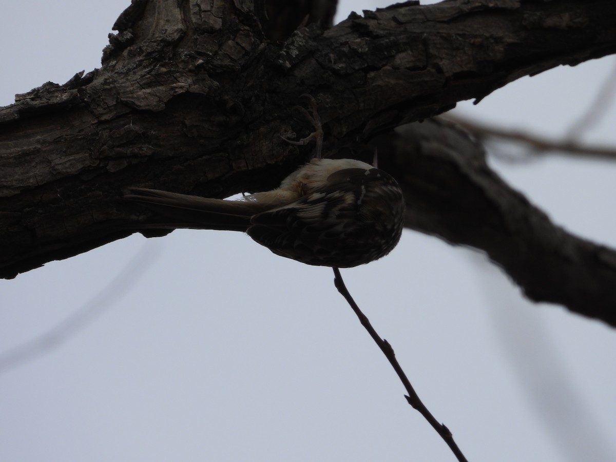 Підкоришник американський - ML646802967