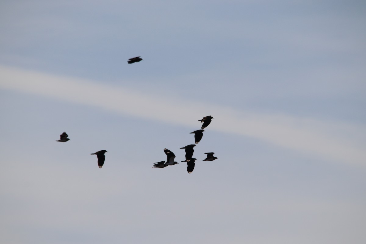 Vanneau huppé - ML646802970