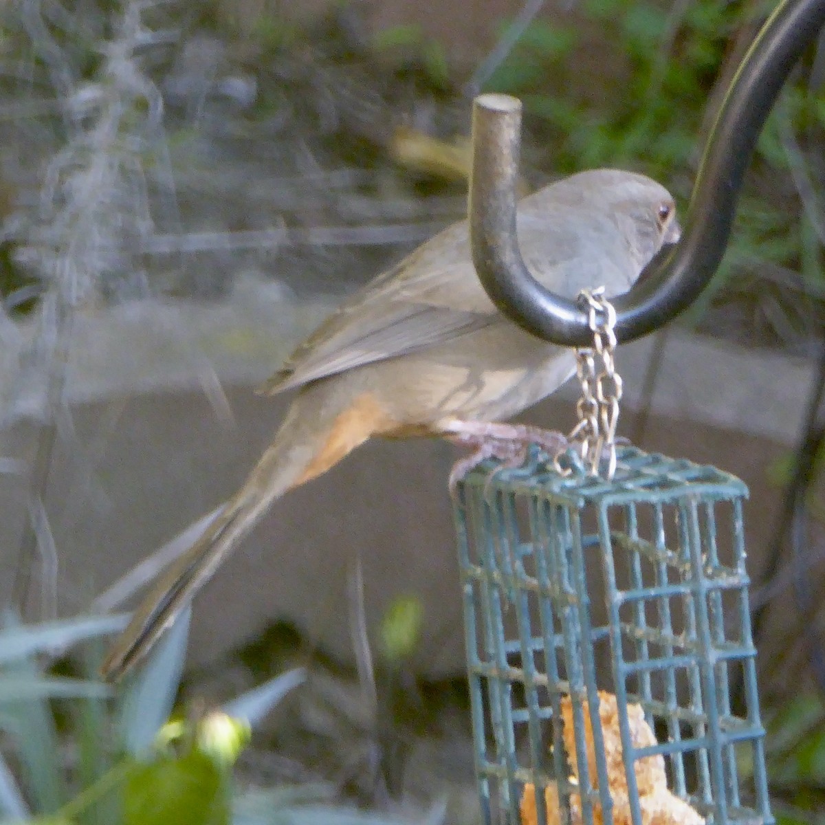 California Towhee - ML646802973