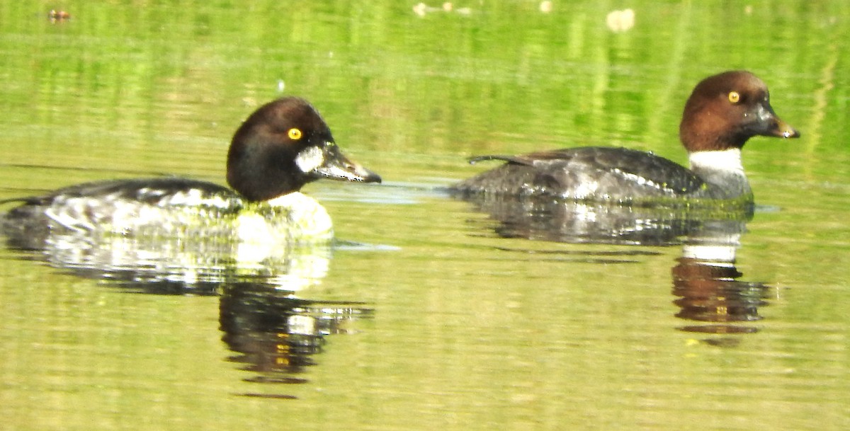 Гоголь - ML646802975