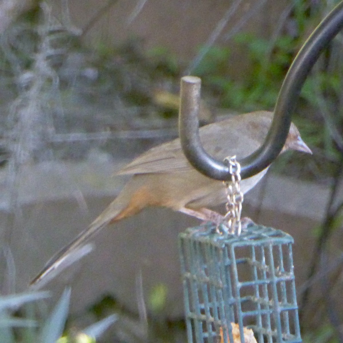 California Towhee - ML646802976