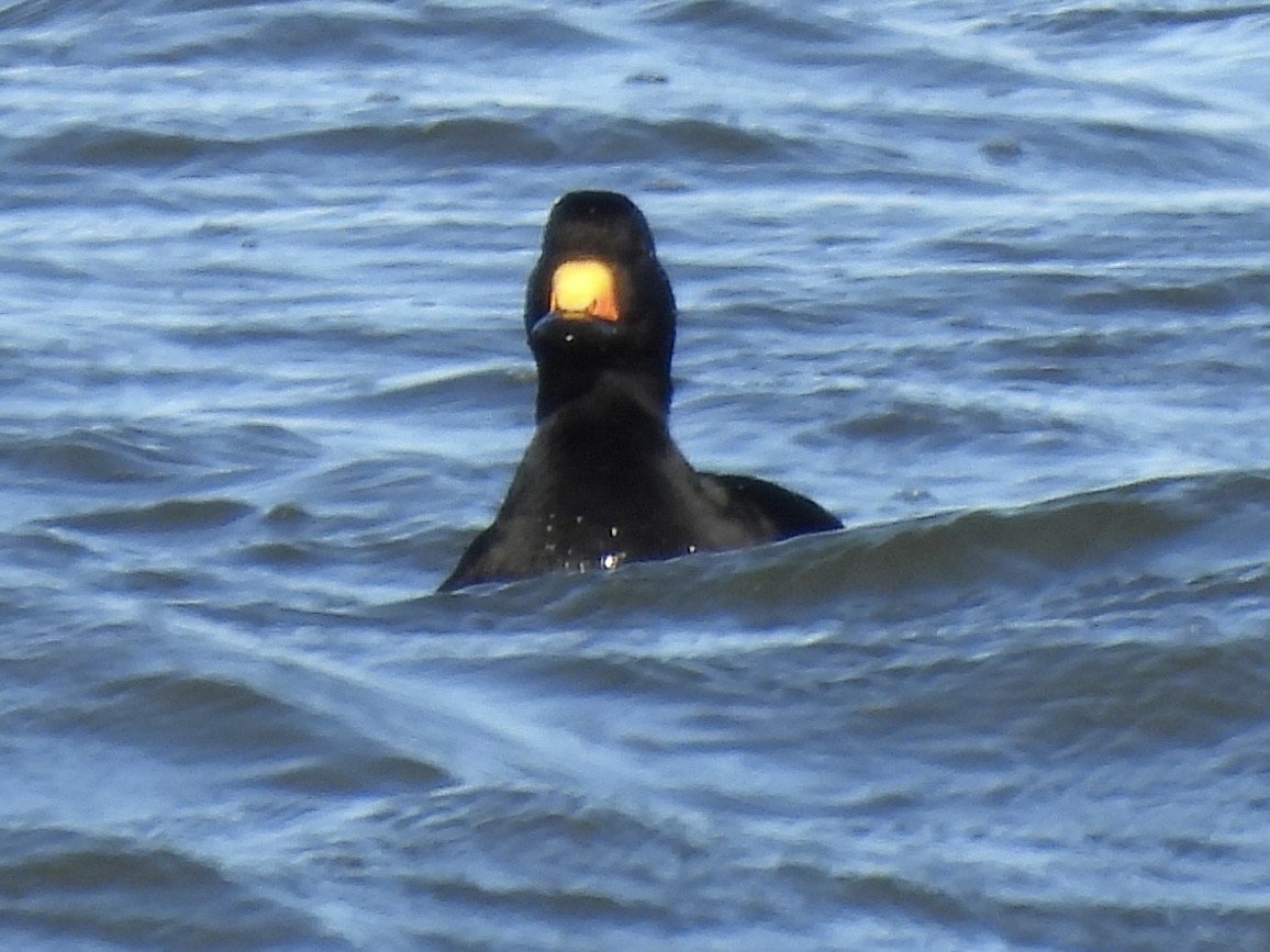 Amerika Kara Ördeği - ML646802977