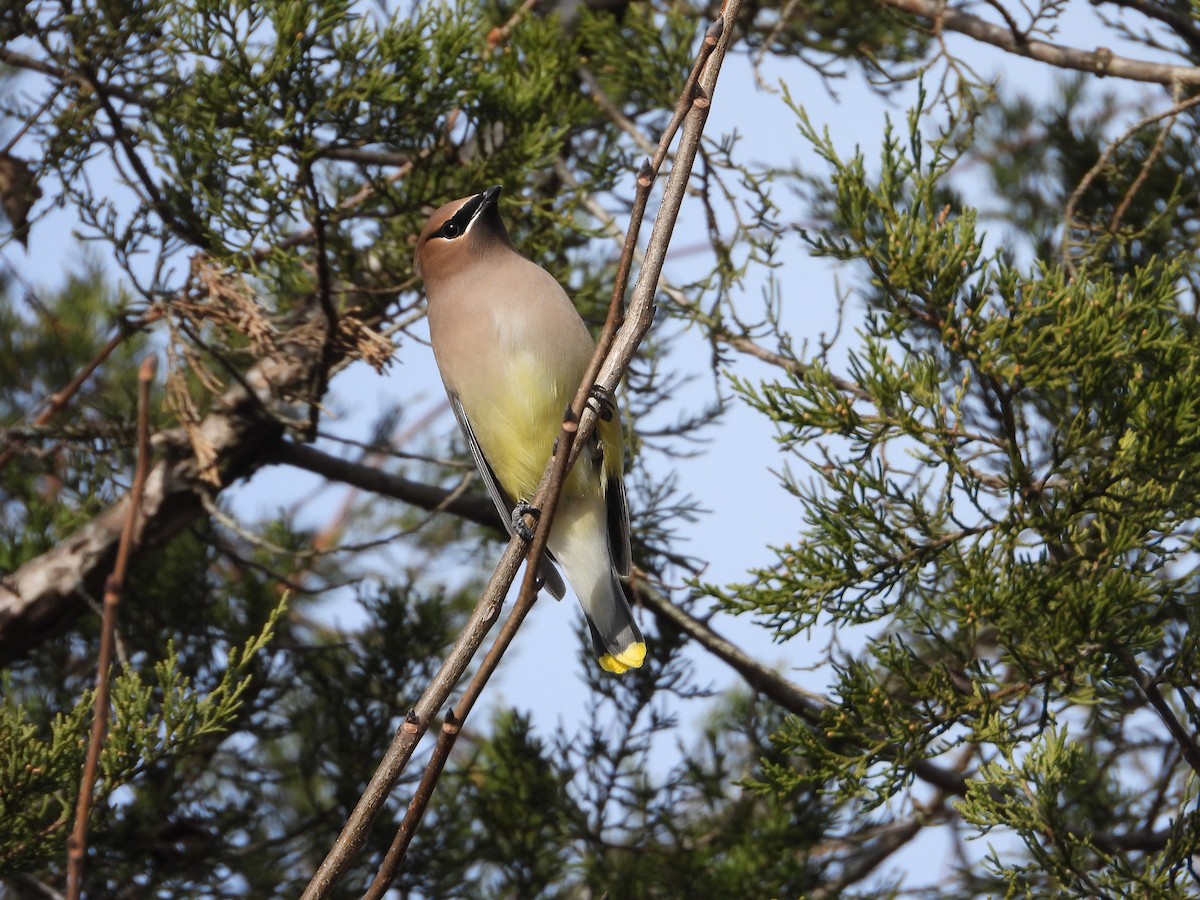 Омелюх американський - ML646802979