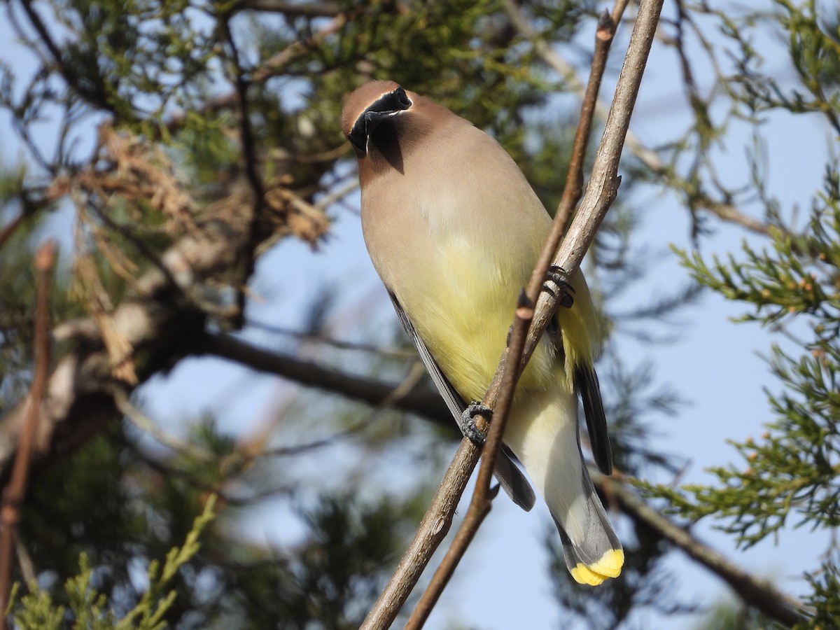 Омелюх американський - ML646802980