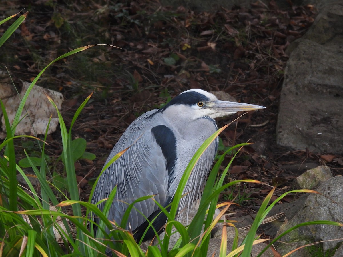 Gray Heron - ML646802982