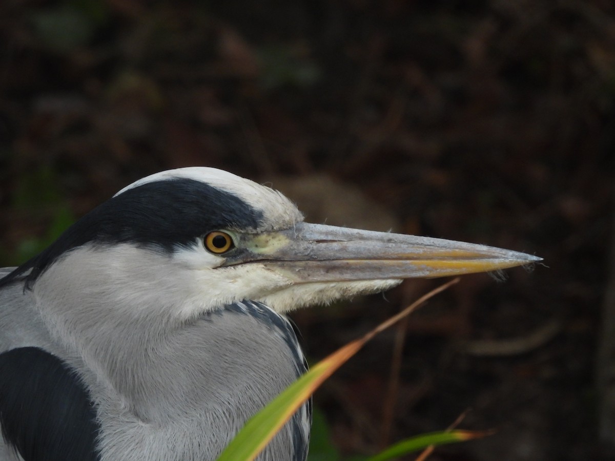 Gray Heron - ML646802983