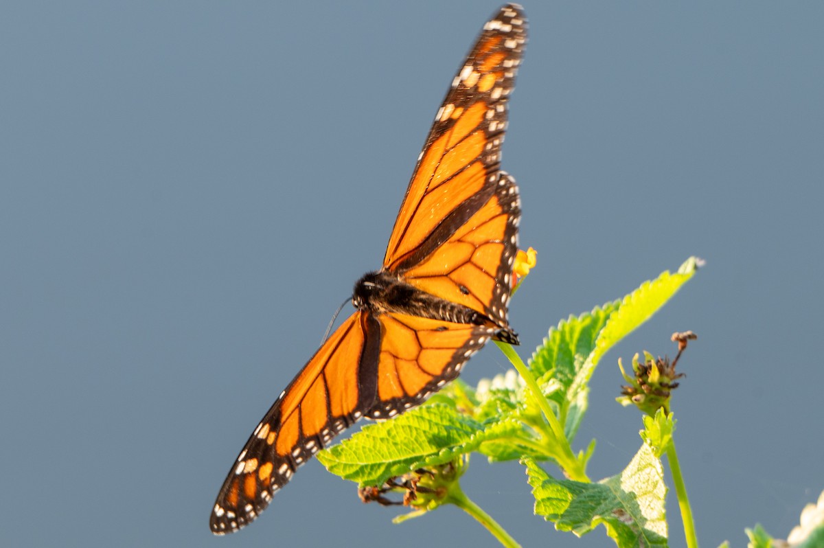 Migratory Monarch - ML646802985