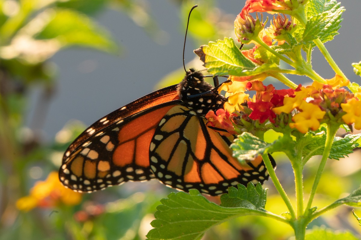 Migratory Monarch - ML646802986