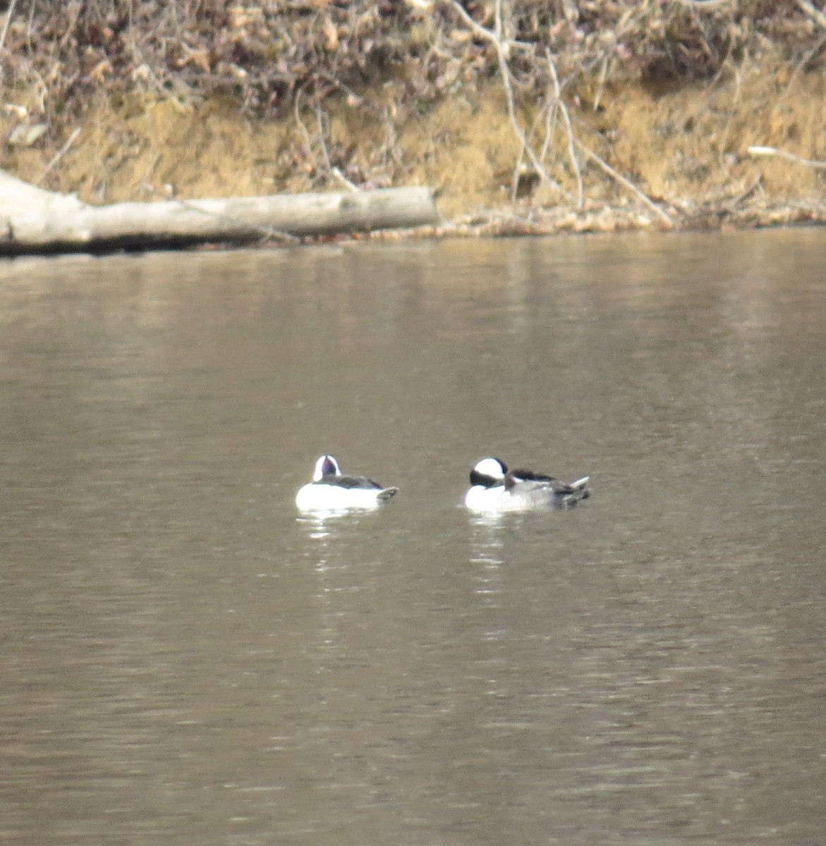 Bufflehead - ML646802987