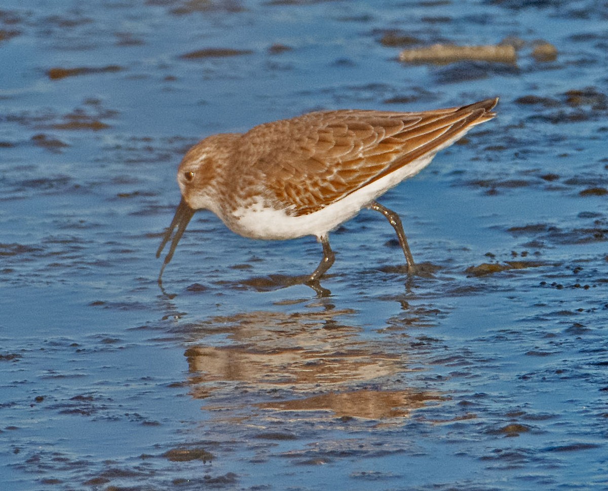 Correlimos de Alaska - ML646802988