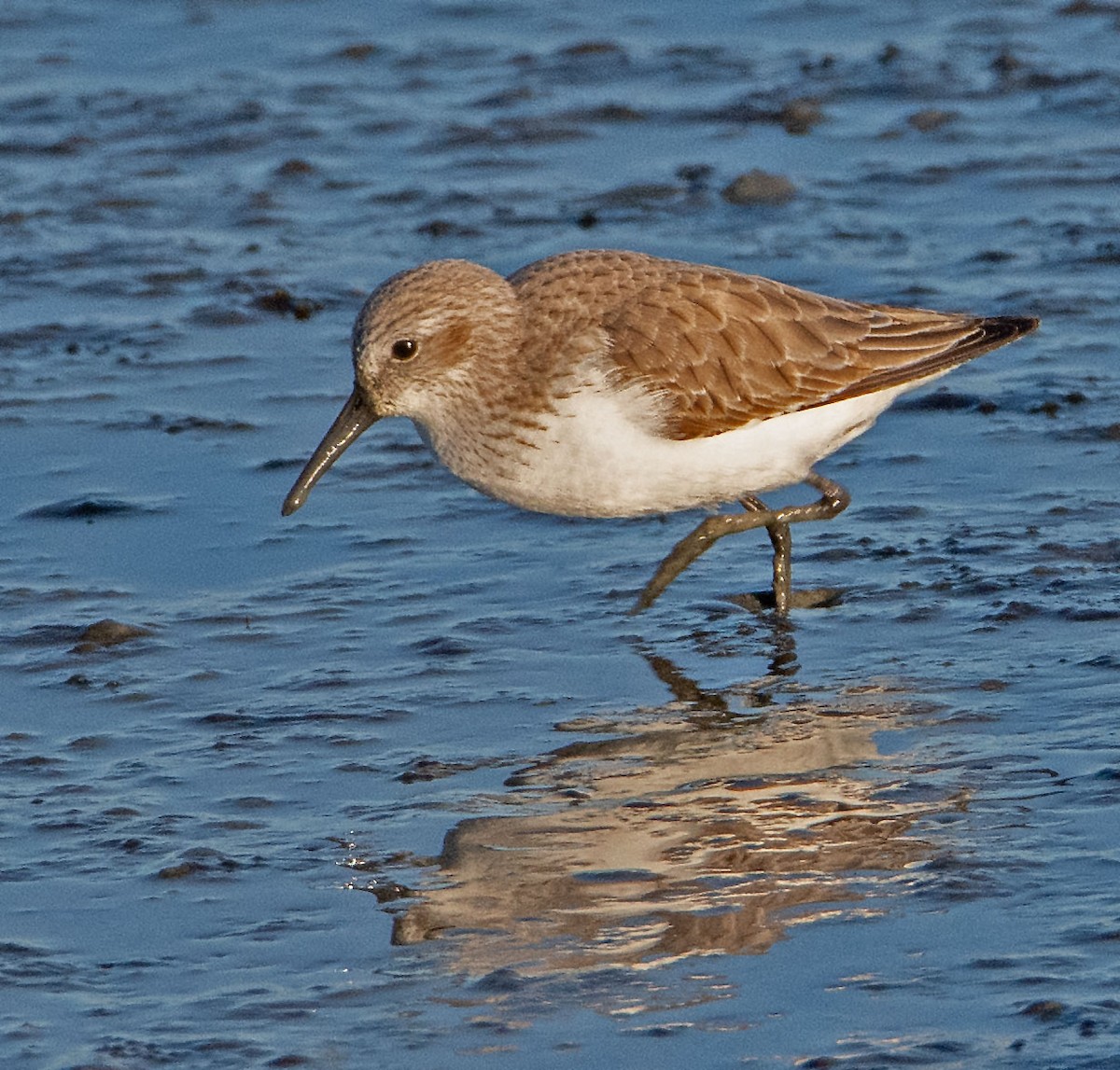 Correlimos de Alaska - ML646802989