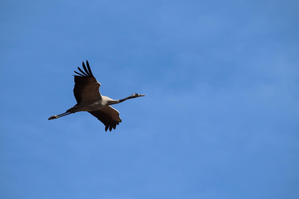 Grue cendrée - ML646802990
