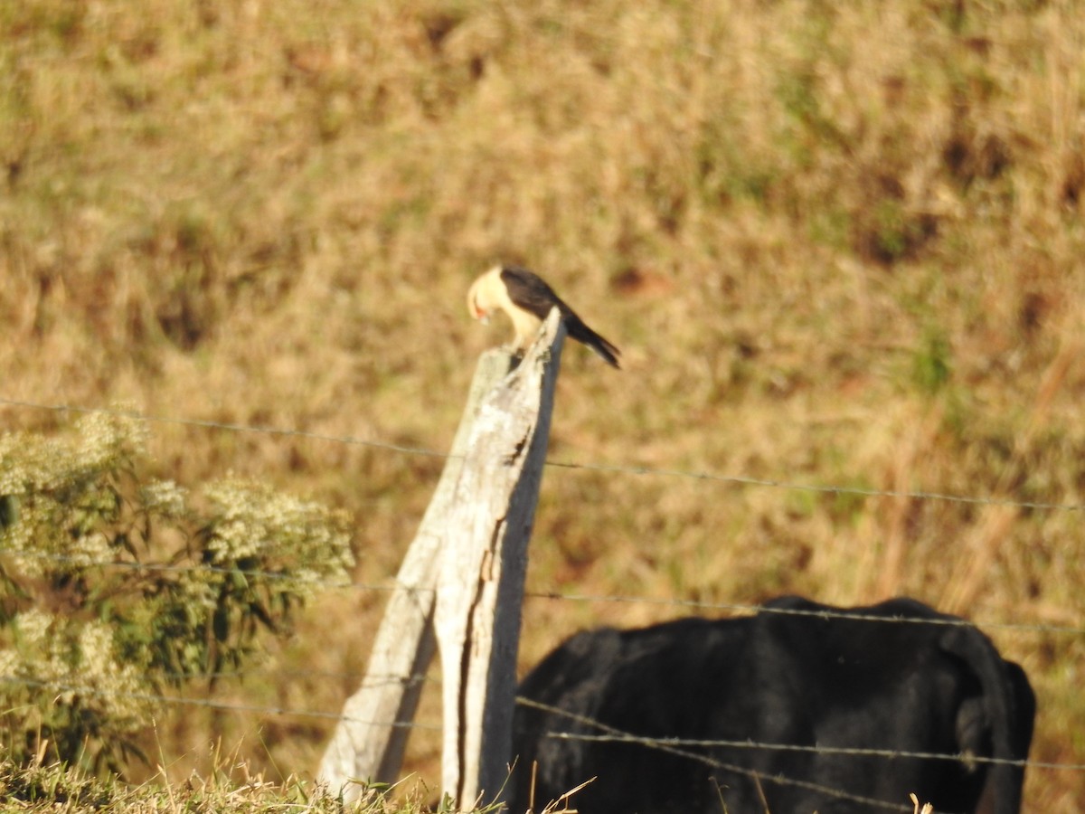 Sarı Başlı Karakara - ML646802991
