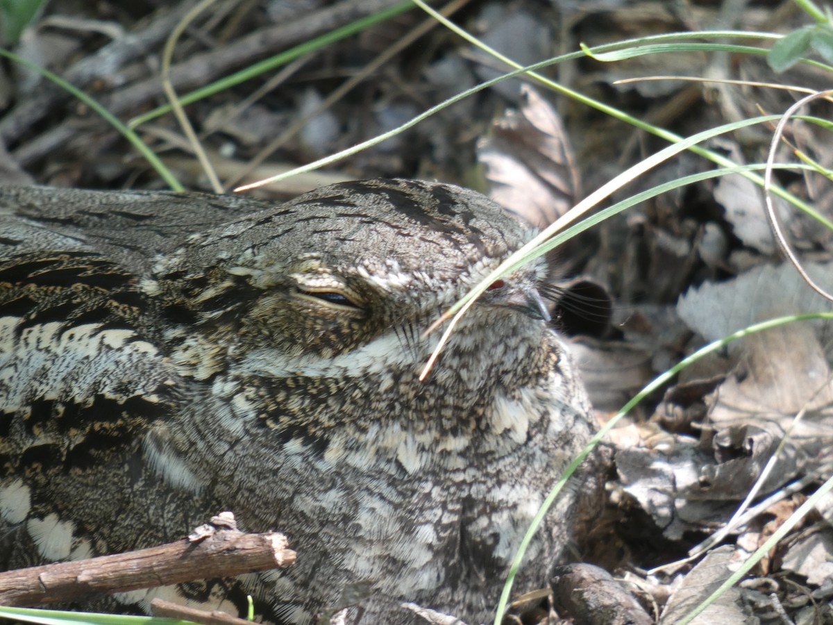 Eurasian Nightjar - ML646802992