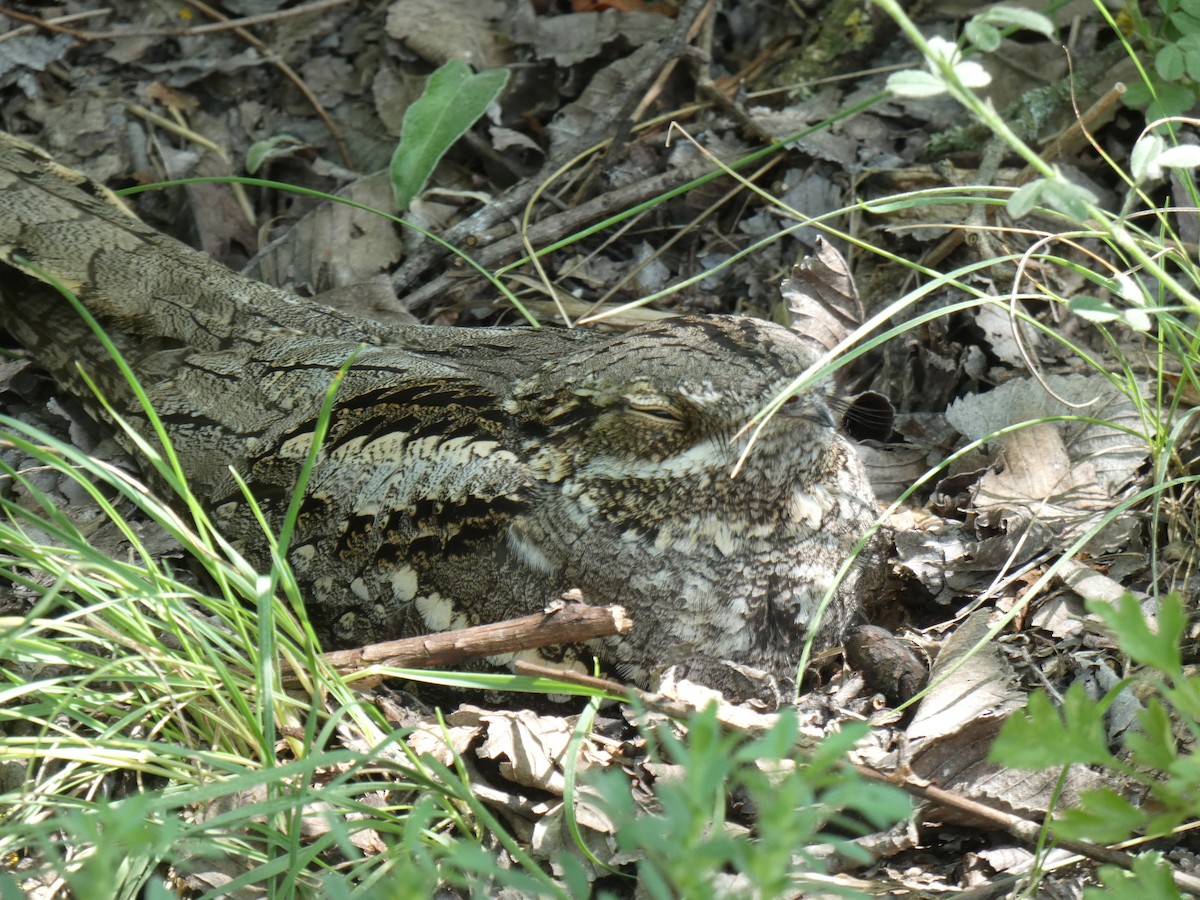 Eurasian Nightjar - ML646802993