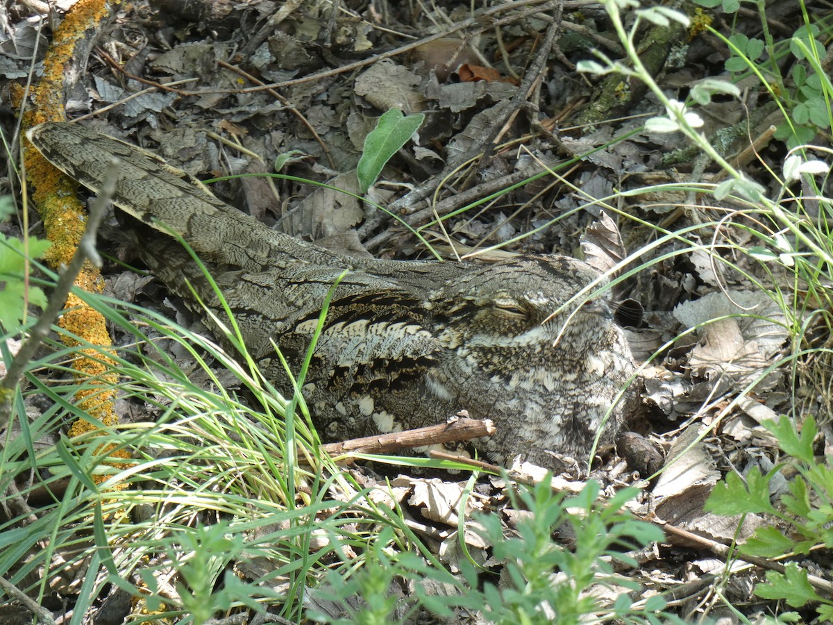 Eurasian Nightjar - ML646802994