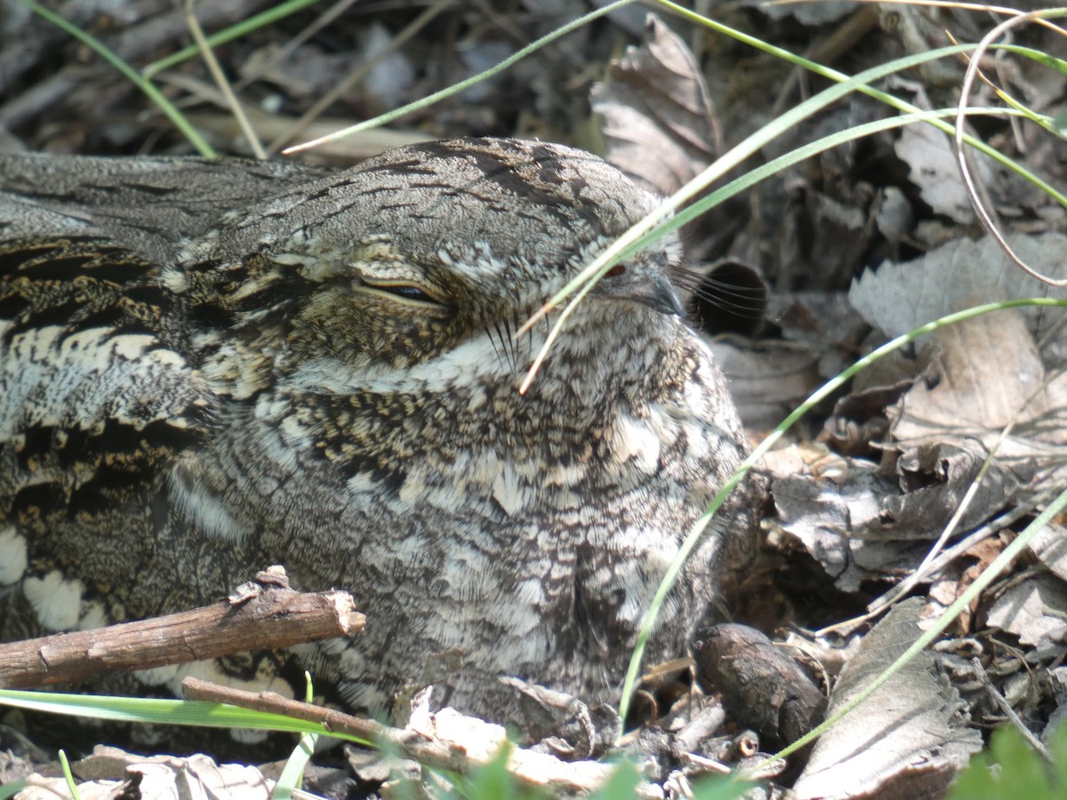 Eurasian Nightjar - ML646802995