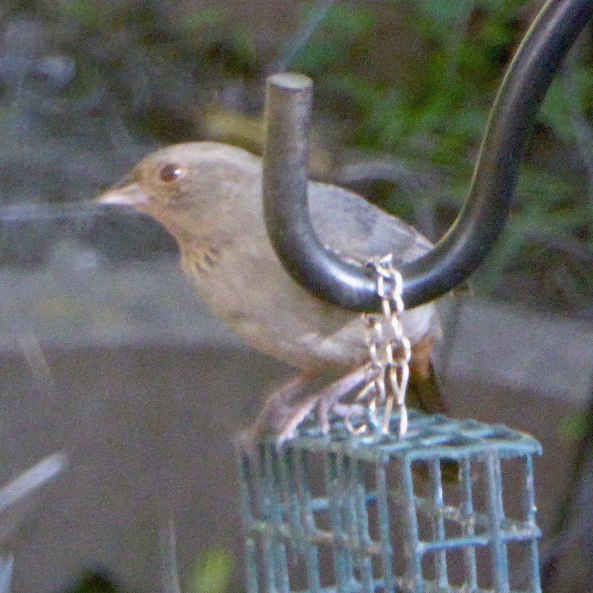 California Towhee - ML646802996
