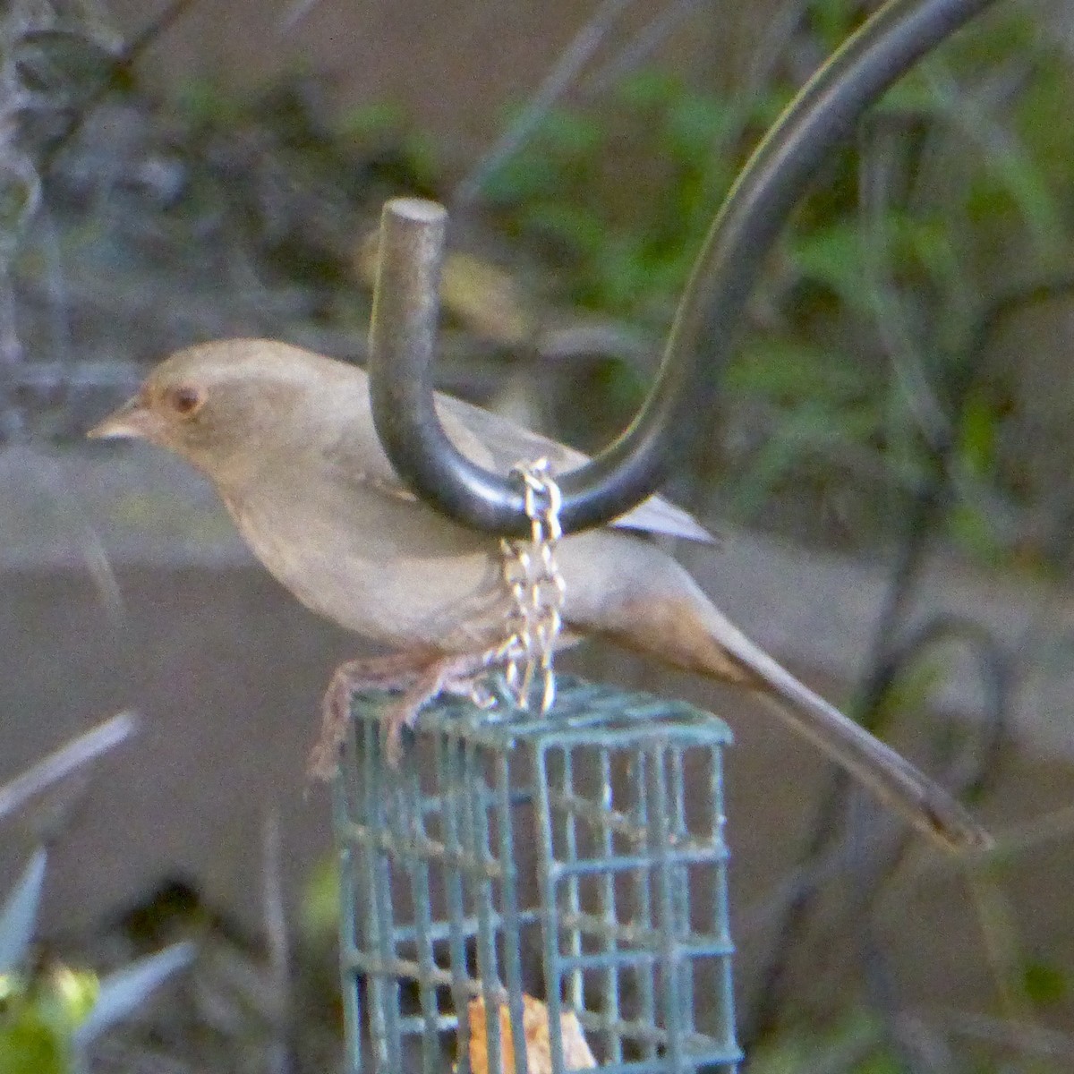 California Towhee - ML646802997