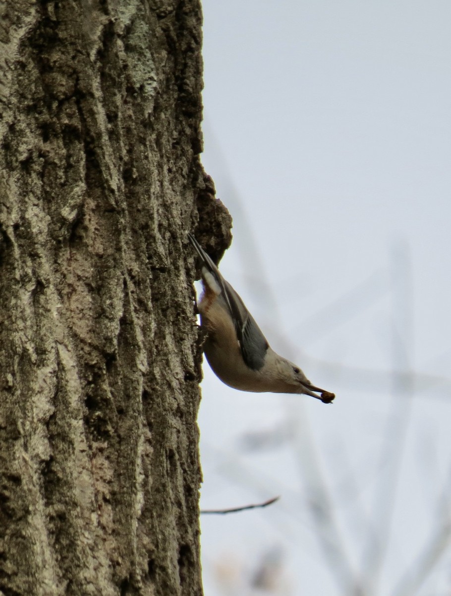 White-breasted Nuthatch - ML646802999
