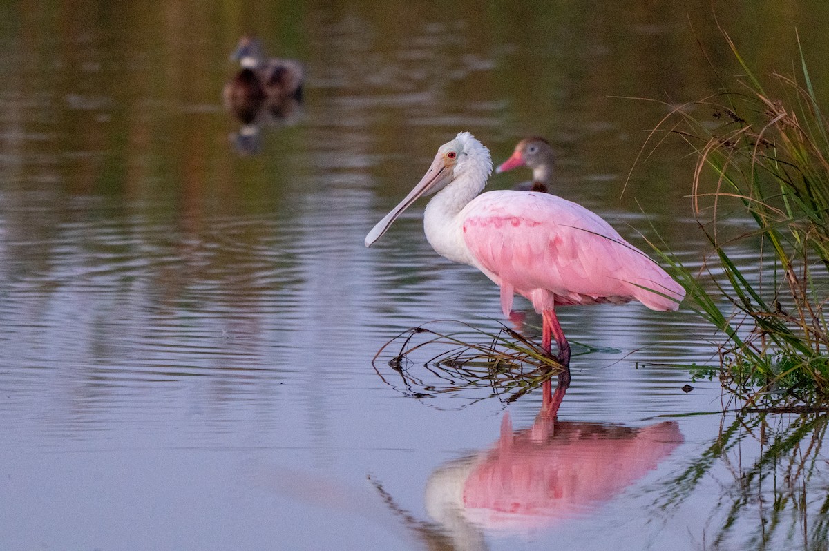 Roseate Spoonbill - ML646803001