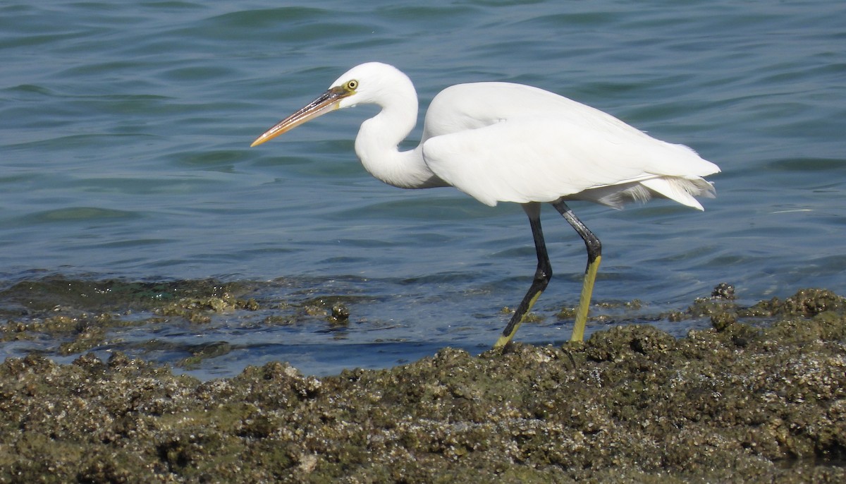 Garceta Dimorfa - ML646803002