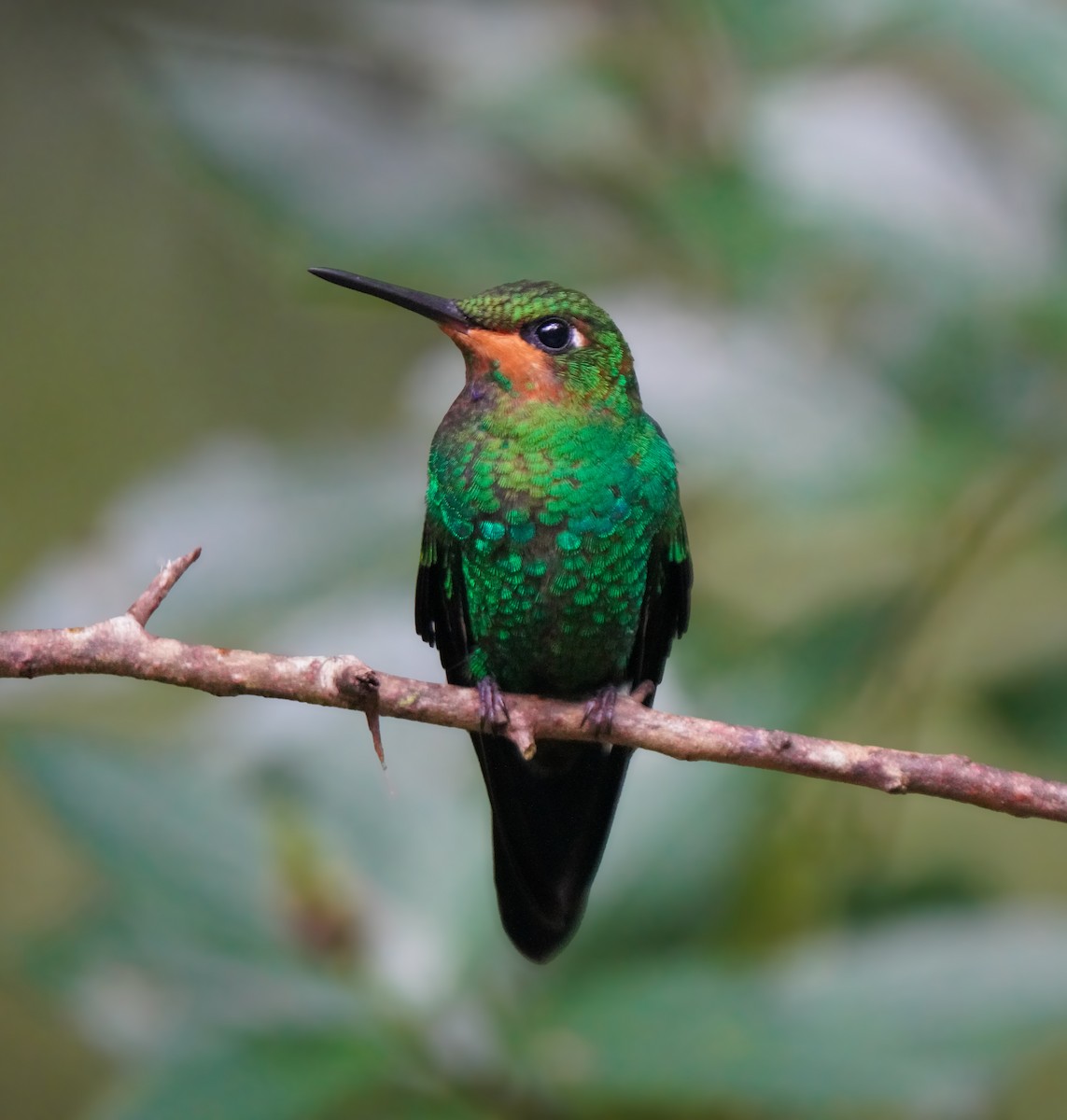 Grünstirn-Brillantkolibri - ML646803004