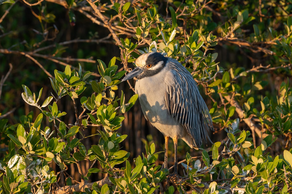 אנפת לילה צהובת-כיפה - ML646803005