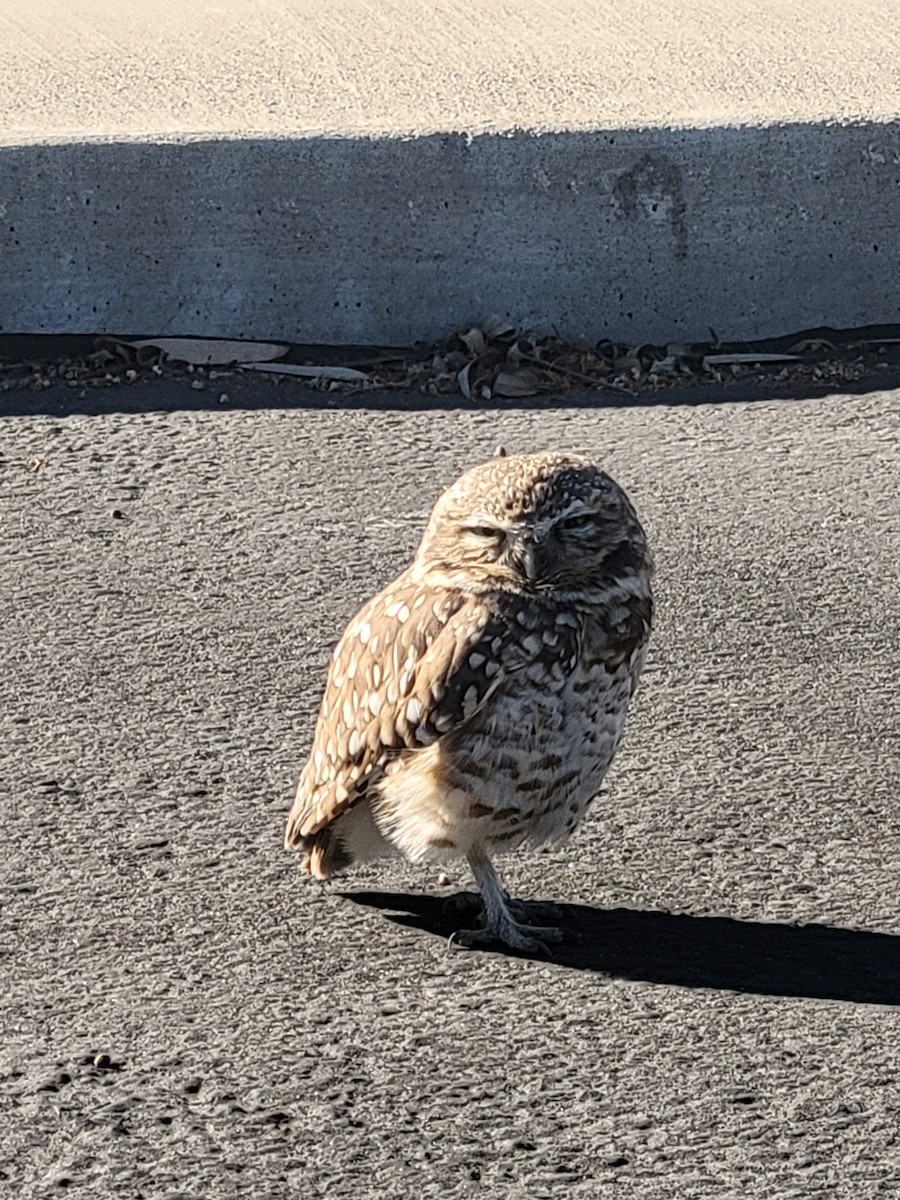 Burrowing Owl - ML646803007