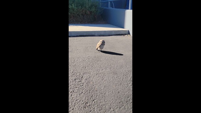 Mochuelo de Madriguera - ML646803008