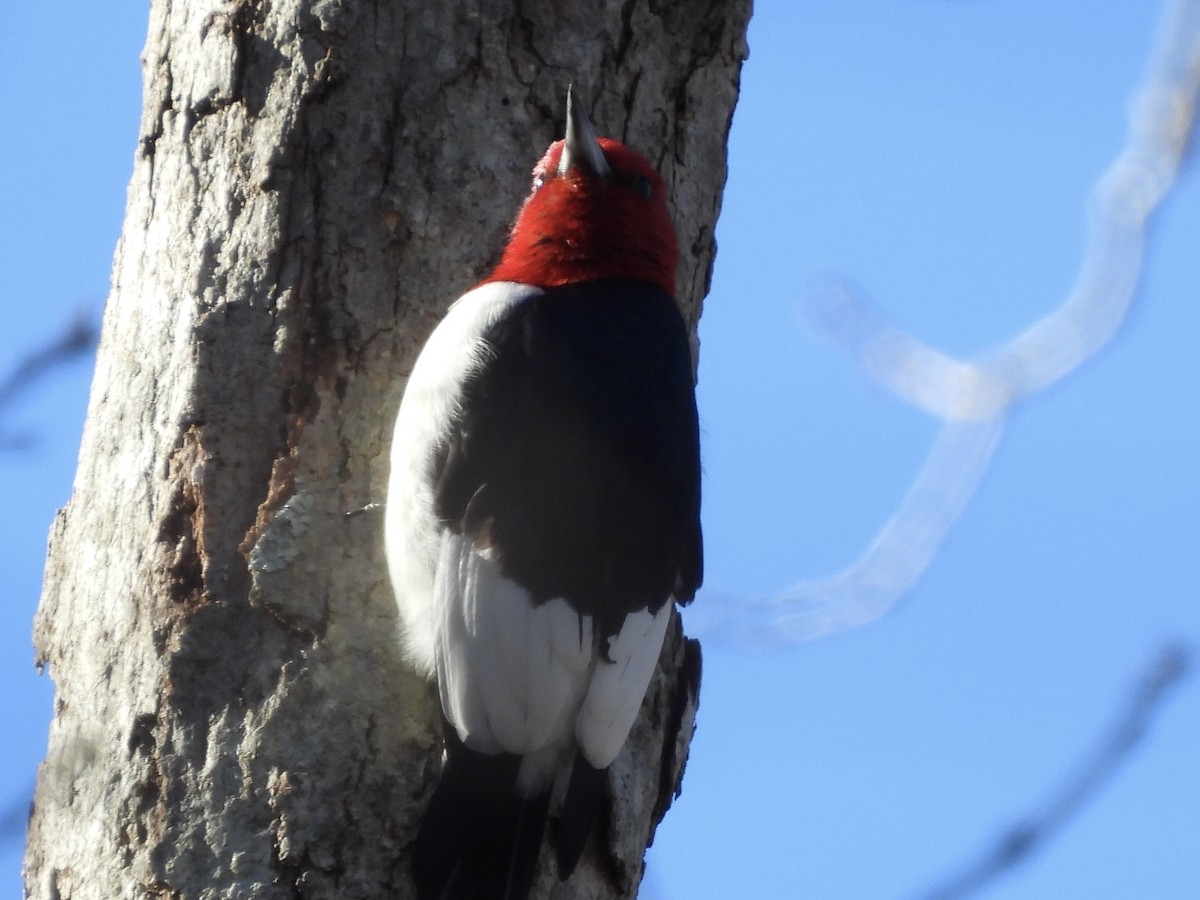 Kırmızı Başlı Ağaçkakan - ML646803009