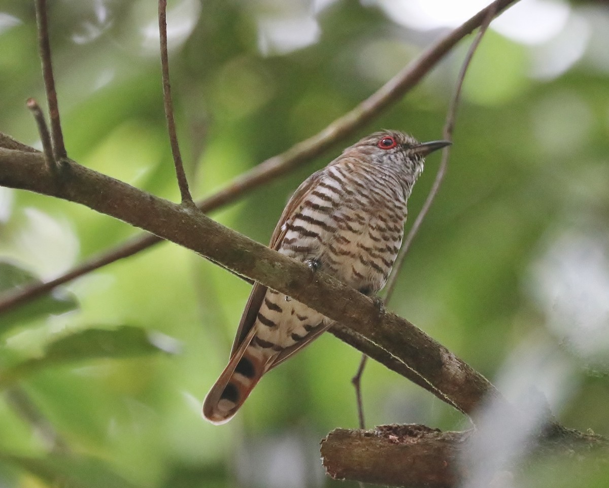 Little Bronze-Cuckoo - ML64680301