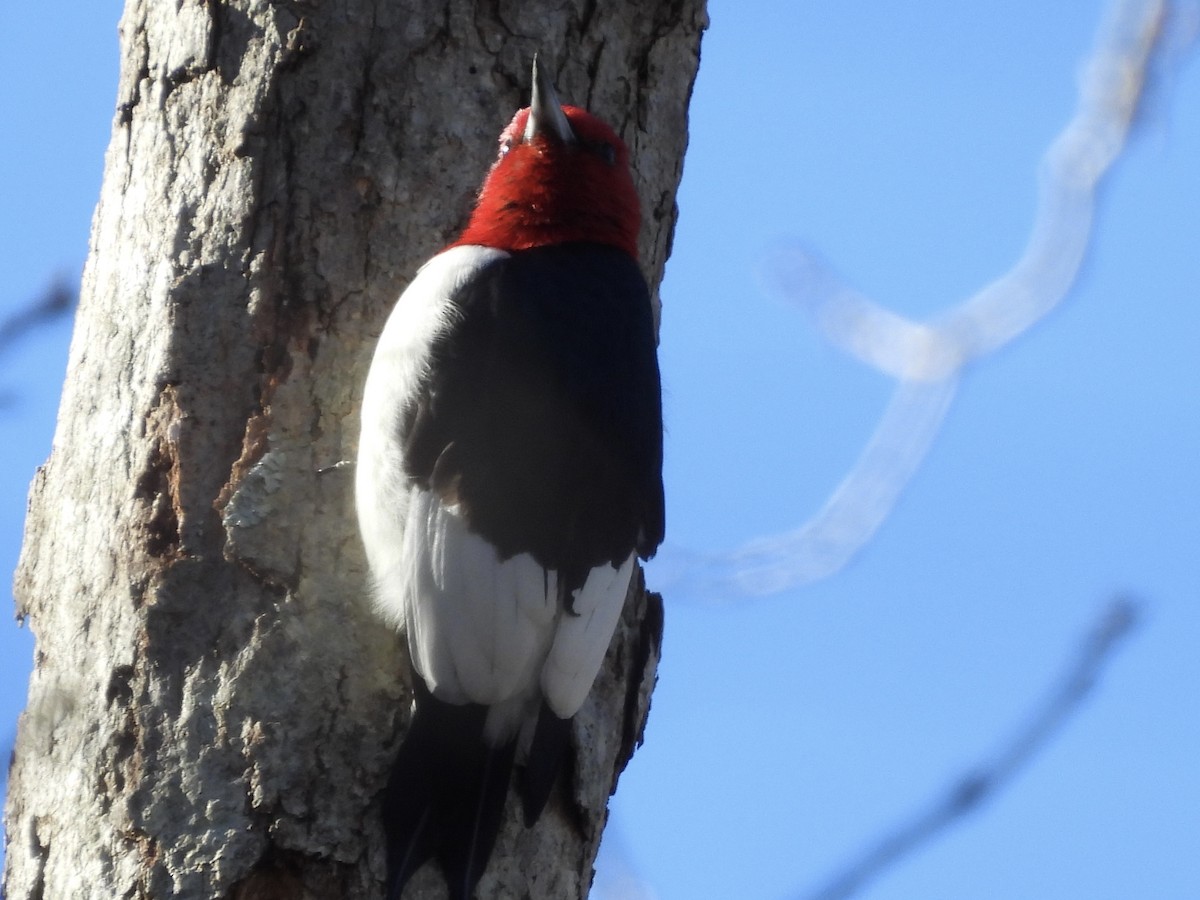 Kırmızı Başlı Ağaçkakan - ML646803010