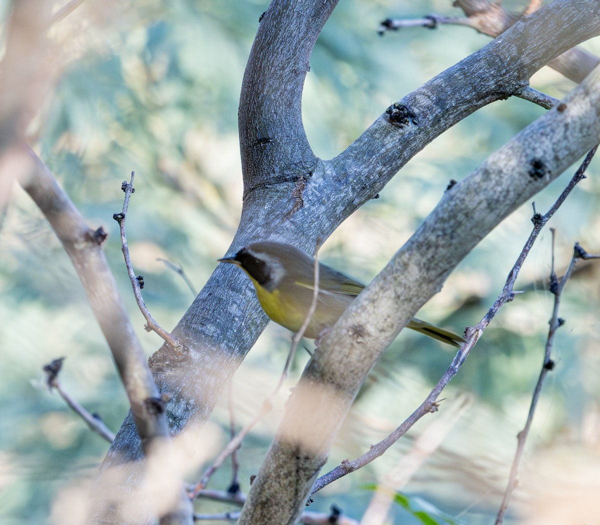 Common Yellowthroat - ML646803011