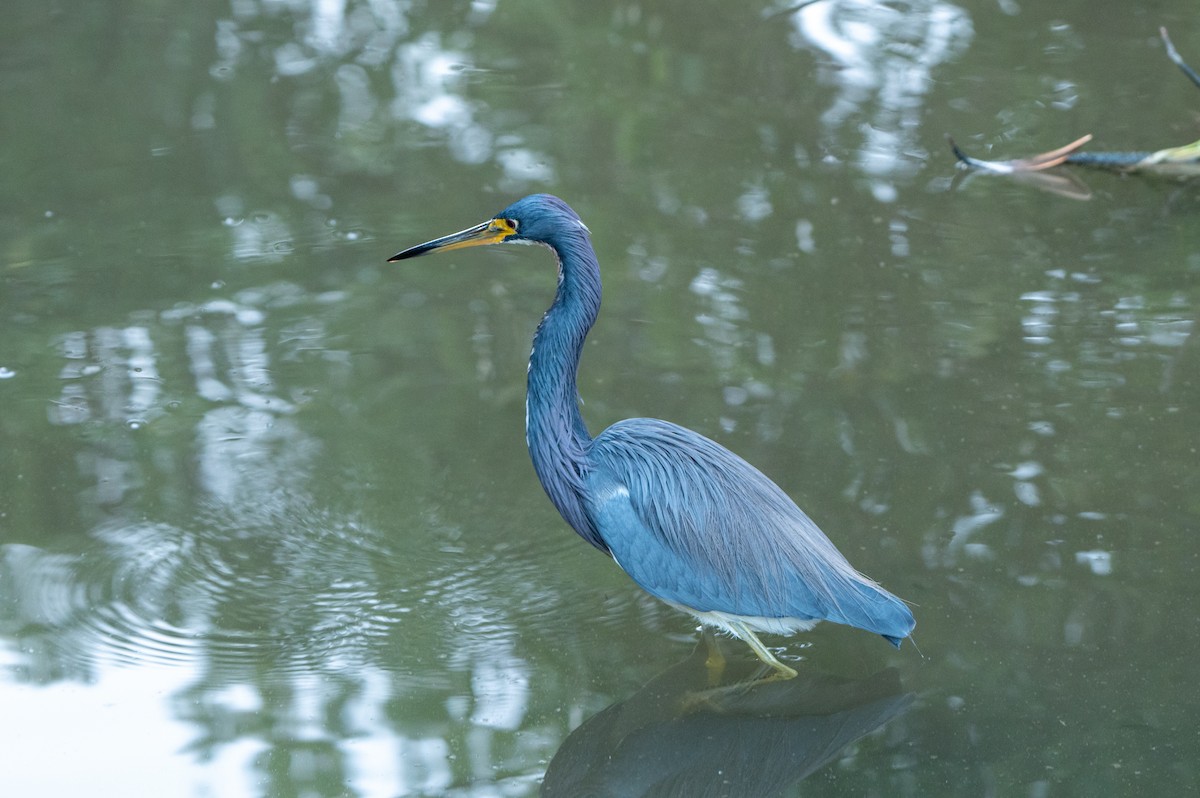 Tricolored Heron - ML646803012