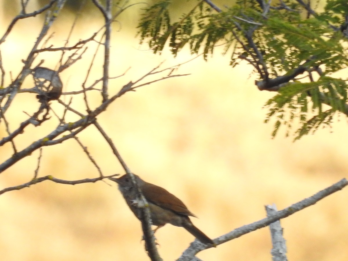 Pale-breasted Thrush - ML646803013
