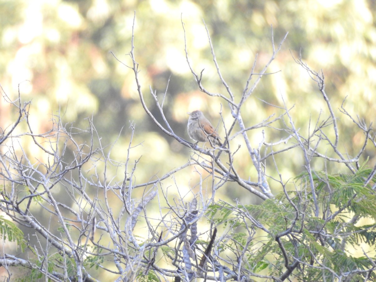 Pale-breasted Thrush - ML646803014